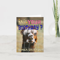 Funny Alpaca Birthday Card – Animal Pun Humor