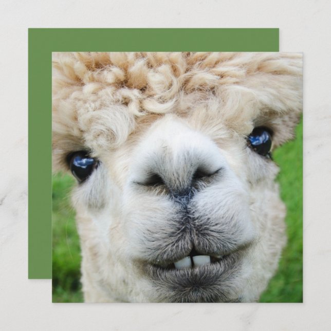 Funny Alpaca Christmas card (Front/Back)