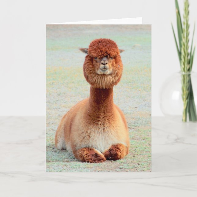 Funny Alpaca Greeting Card (Front)
