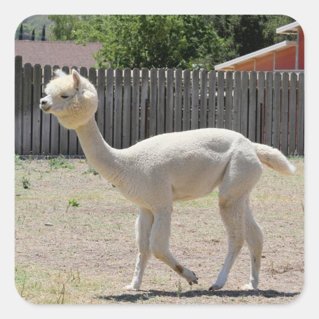 Funny Alpaca Sticker (Front)