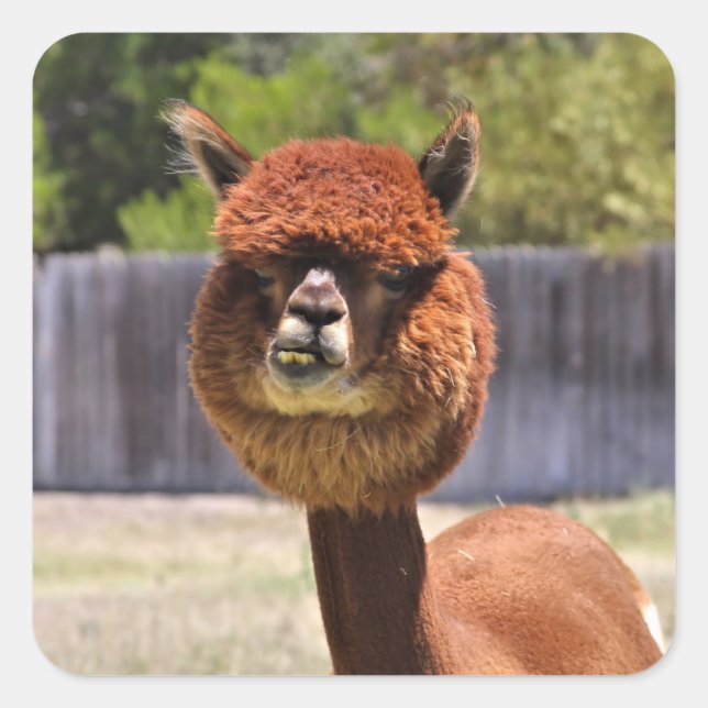 Funny Alpaca Sticker (Front)
