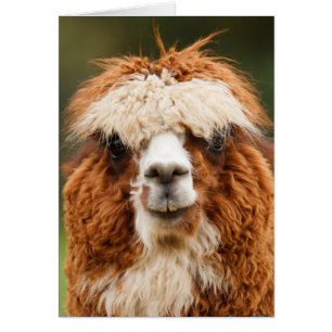 Funny alpaca with big teeth