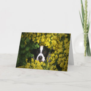 Funny and Cute Dog in the Flowers Birthday Card