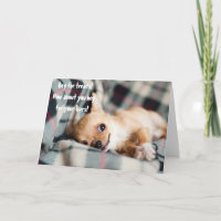 Funny Angry Chihuahua Beg For Lives Greeting