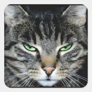 Funny Angry Grumpy Judgemental Cat Square Sticker