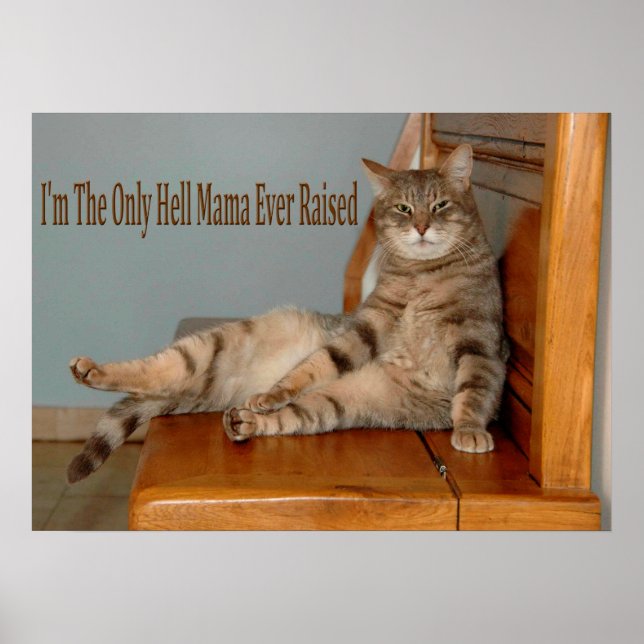 Funny Animal Memes Cat Memes Humourous Photos Poster (Front)