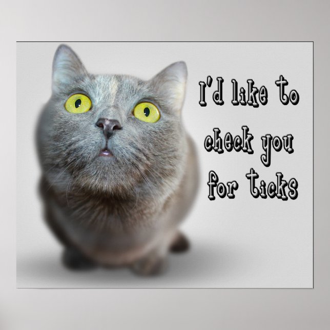 Funny Animal Memes Cat Memes Humourous Photos Poster (Front)