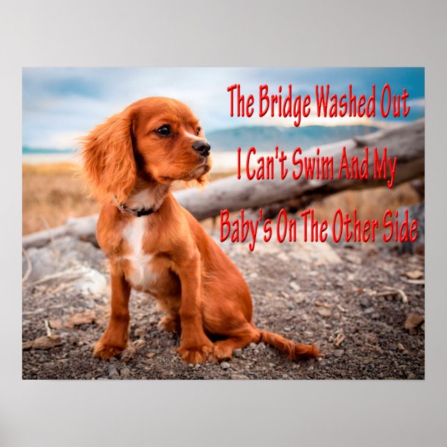 Funny animal memes Dog memes Humourous Photos Poster (Front)