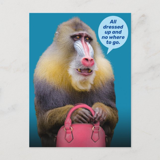 Funny Baboon All Dressed Up- No Where To Go Postcard (Front)