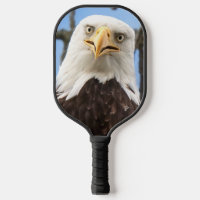 Funny Bald Eagle Face Wildlife Photography