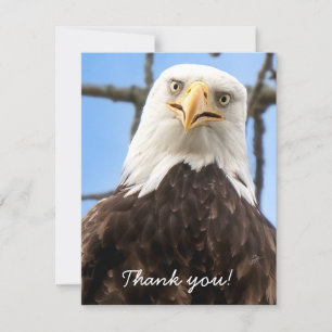 Funny Bald Eagle Face Wildlife Thank You Card