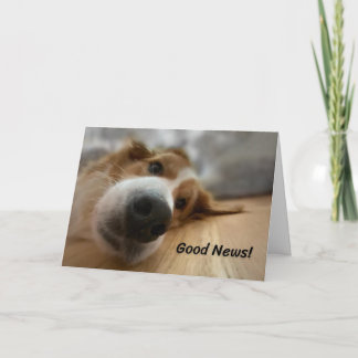 Funny Bernese Mountain Dog with Big Nose Birthday Card
