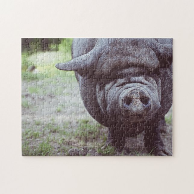 Funny Big Black Pig Posing for Camera Jigsaw Puzzle (Horizontal)