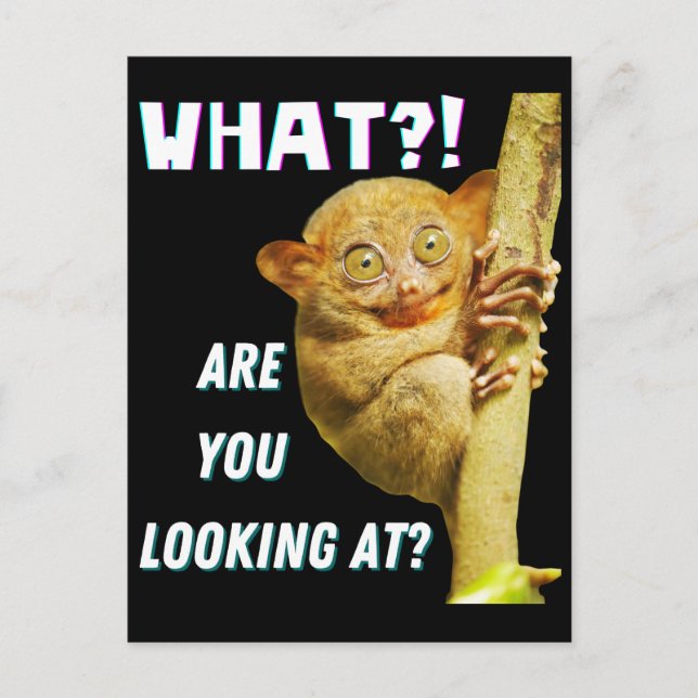 Funny Big Eyed Tarsier What Are You Looking At Postcard (Front)