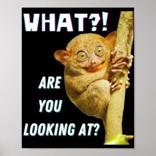 Funny Big Eyed Tarsier What Are You Looking At Poster