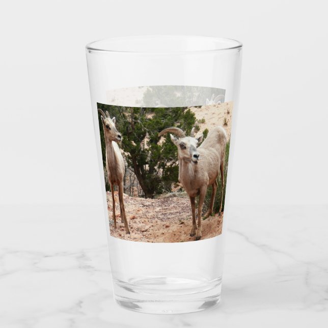 Funny Bighorn Sheep at Zion National Park Glass (Front)
