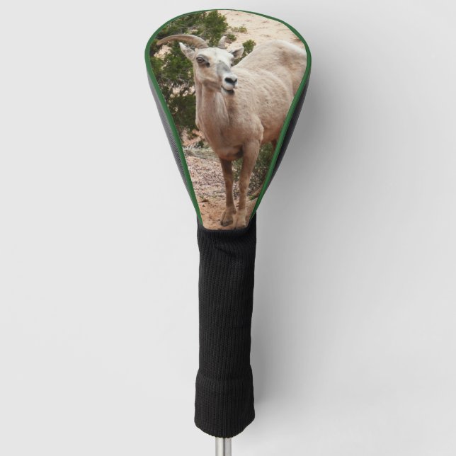 Funny Bighorn Sheep at Zion National Park Golf Head Cover (Front)