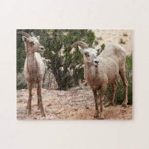 Funny Bighorn Sheep at Zion National Park Jigsaw Puzzle