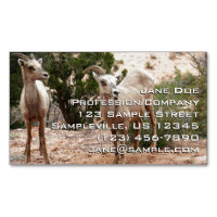 Funny Bighorn Sheep at Zion National Park