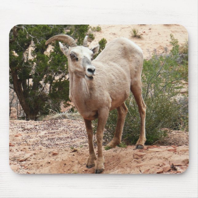 Funny Bighorn Sheep at Zion National Park Mouse Pad (Front)