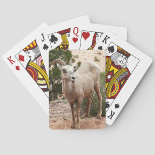 Funny Bighorn Sheep at Zion National Park Playing Cards
