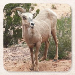 Funny Bighorn Sheep at Zion National Park Square Paper Coaster