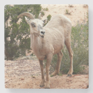 Funny Bighorn Sheep at Zion National Park Stone Coaster