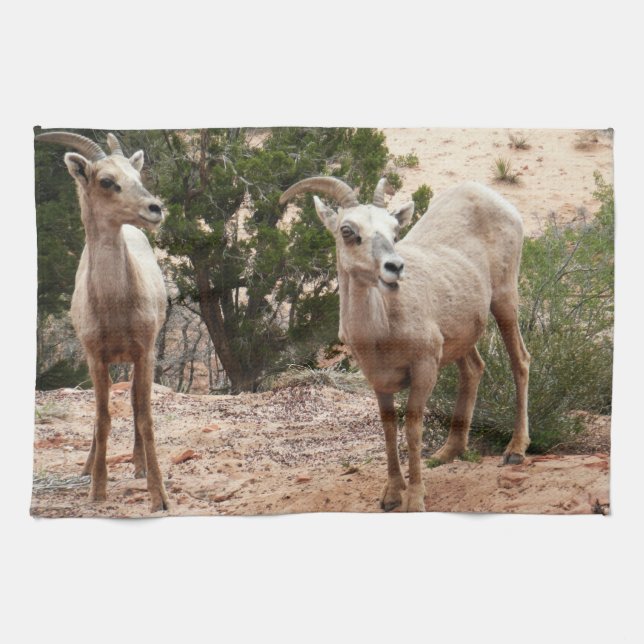Funny Bighorn Sheep at Zion National Park Tea Towel (Horizontal)