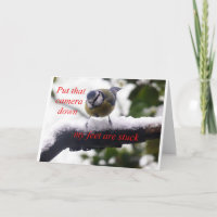 funny bird in the snow