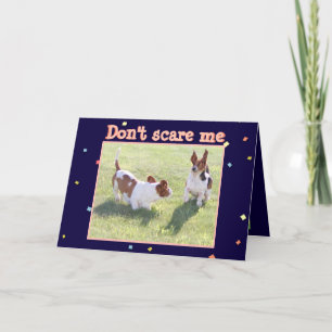 Funny Birthday Card w/Cute Basset Hounds