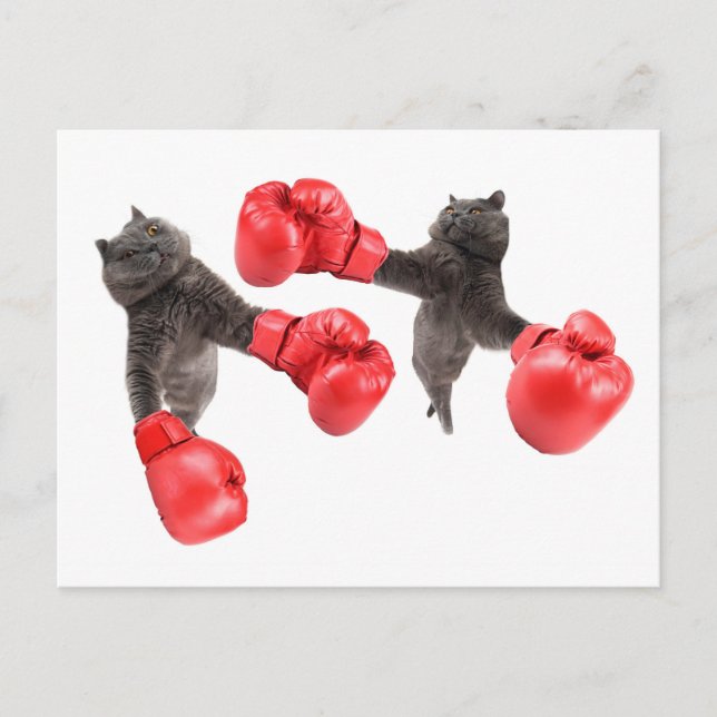 Funny boxing cats postcard (Front)