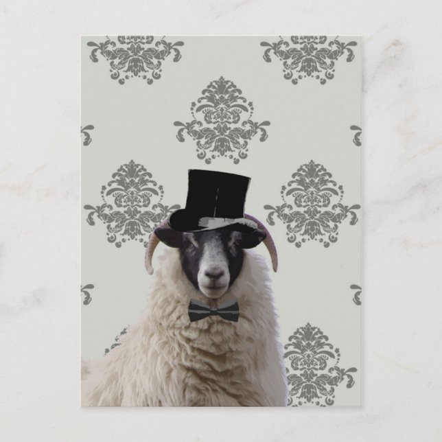 Funny bridegroom sheep in top hat postcard (Front)