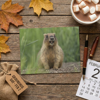 Funny Brown Realistic Groundhog Tongue Out Photo Postcard