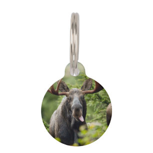Funny Bull Moose Pet Tag