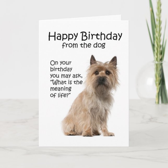 Funny Cairn Terrier Birthday Card (Front)