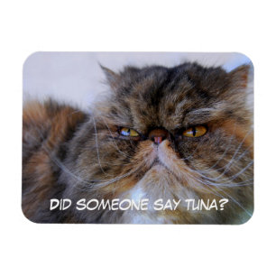 Funny Calico Persian Cat Premium Magnet