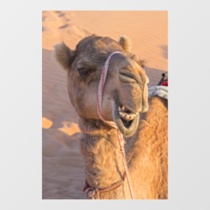 Funny Camel