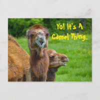 Funny Camel Animal