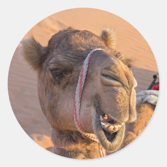 Funny Camel Classic Round Sticker (Front)