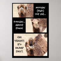 Funny Camel Hump Day COUNTDOWN Poster (24x36)