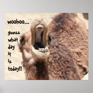 Funny Camel "hump day" Guess what day it is! Poster