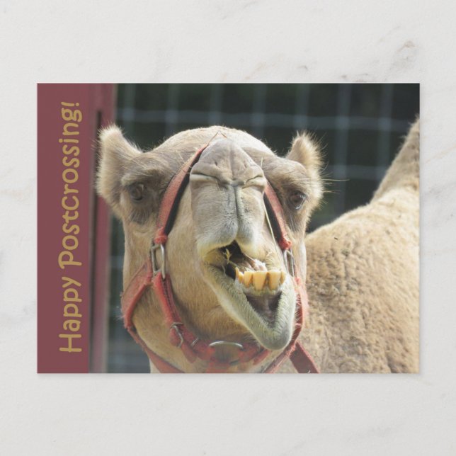 Funny Camel Postcrossing Postcard (Front)