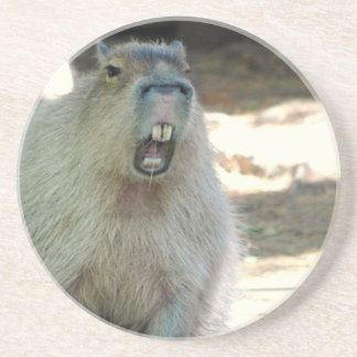 Funny Capybara  Coaster