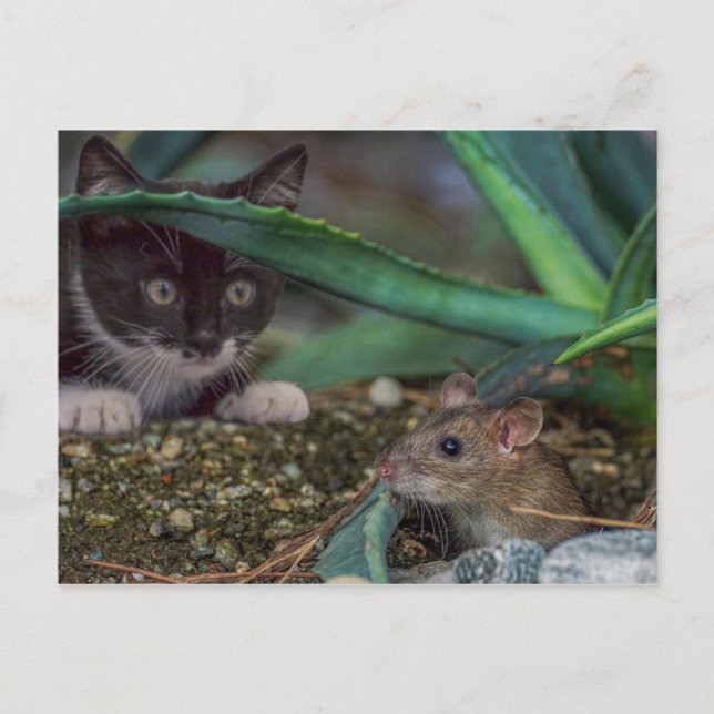 Funny Cat and Mouse Postcard (Front)
