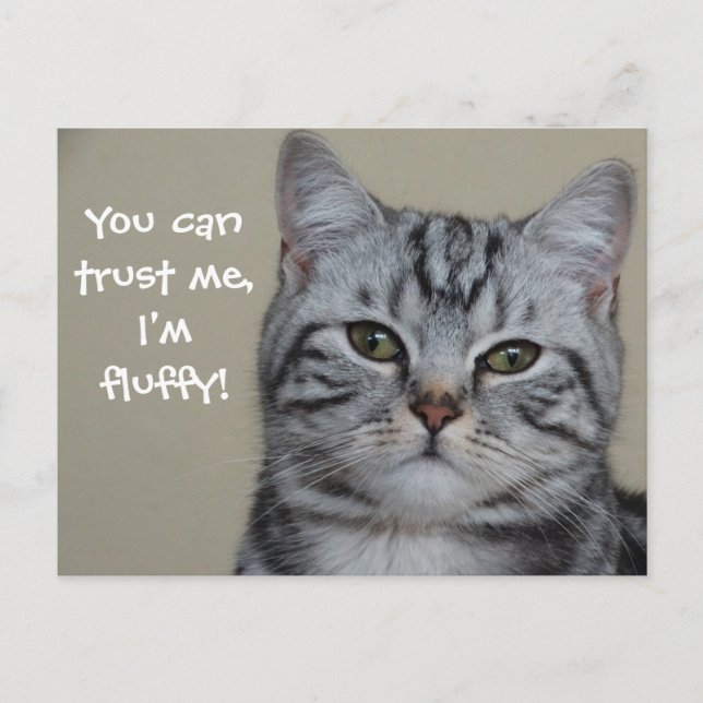Funny Cat Caption Trust Me I'm Fluffy Postcard (Front)