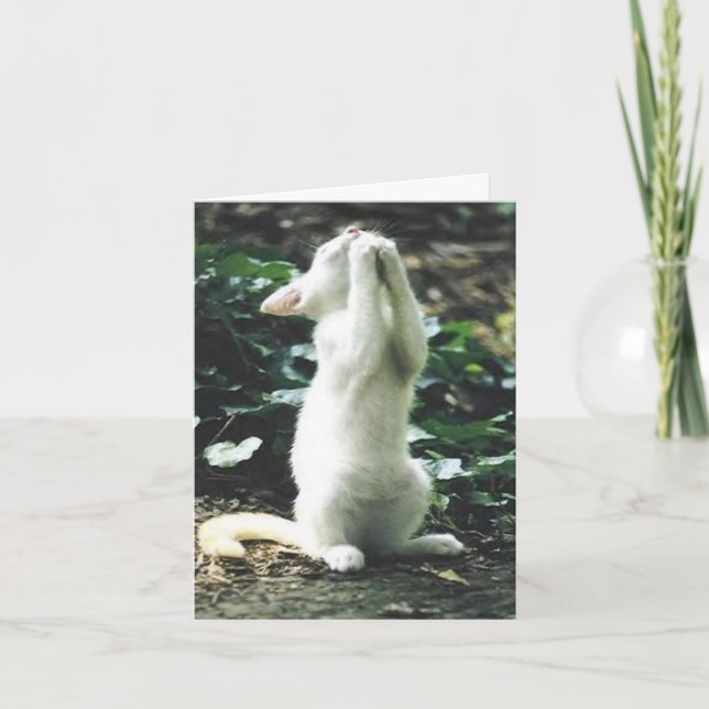 funny cat card (Front)