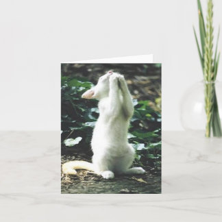 funny cat card