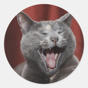 Funny cat classic round sticker
