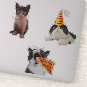 Funny Cat Eating Pizza