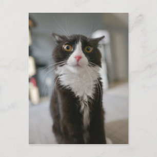Funny Cat Face Postcard